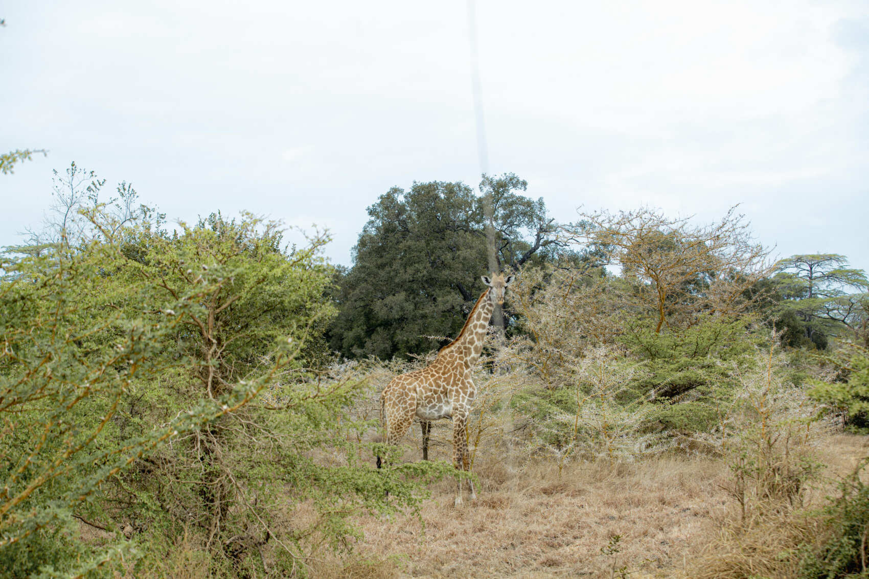 Экспресс-сафари в Кении: 5 дней дикой природы и чудес (4/16)