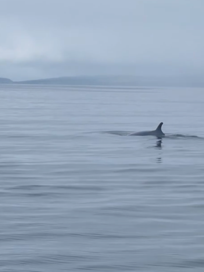 Рыбачий и Средний + киты (по запросу, для готовых групп) (8/17)