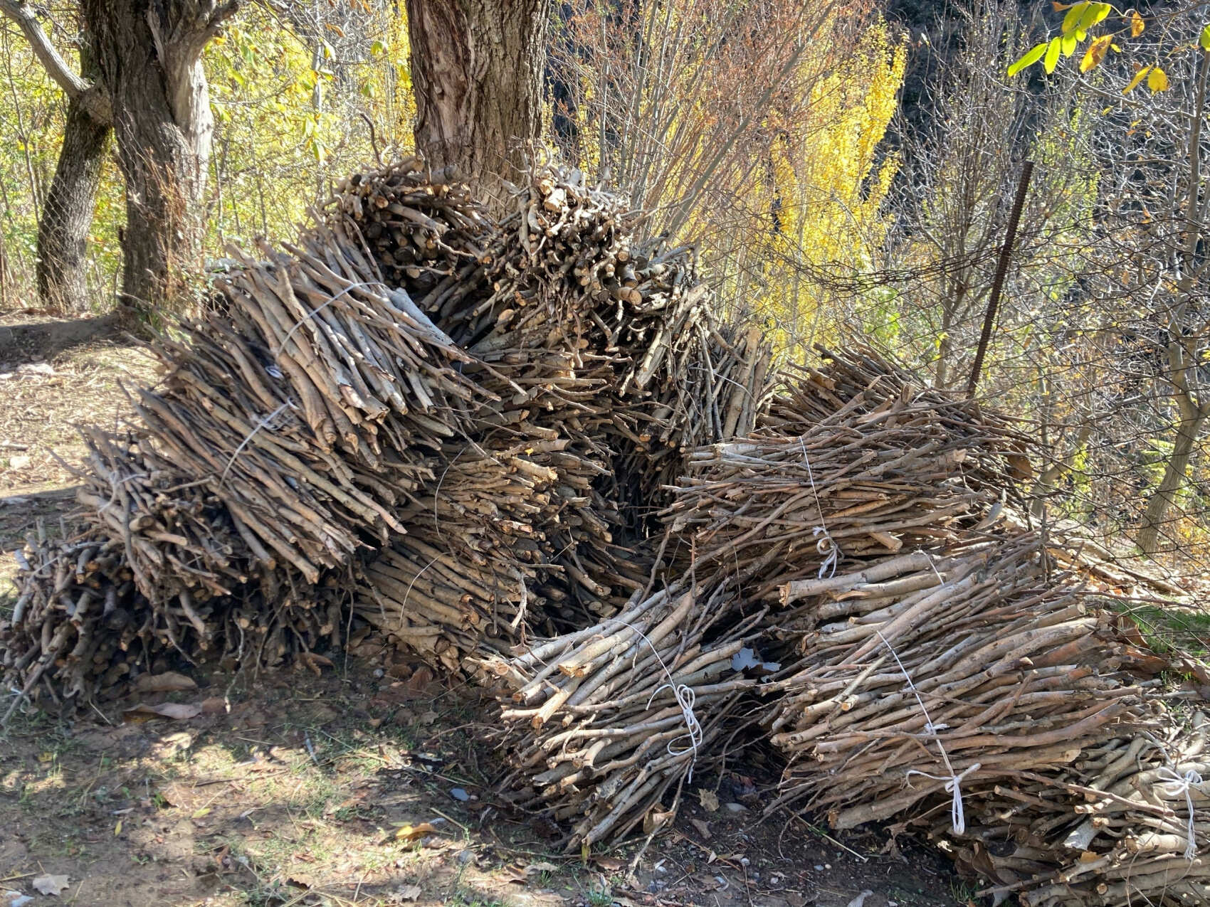 Узбекистан вдоль и поперек - этнографическая экспедиция (9 дней) (40/44)