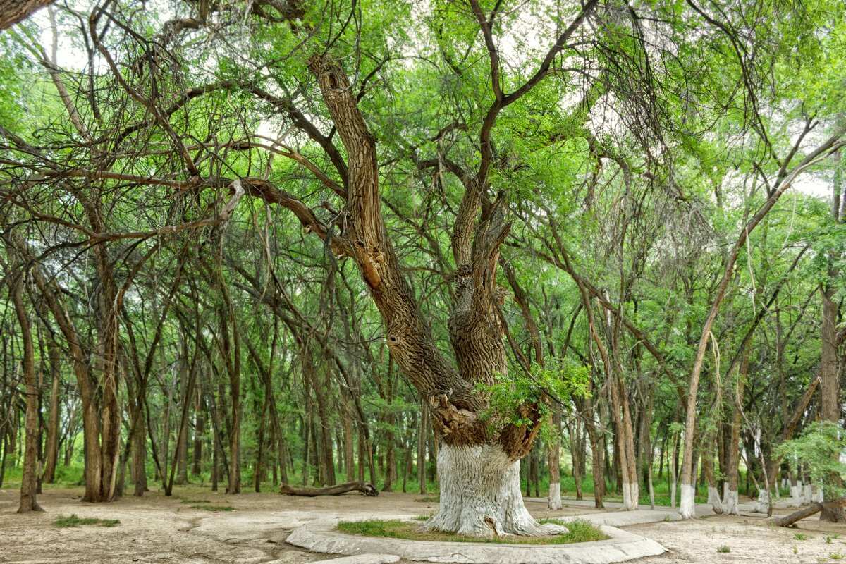 Жаркент- юго-восточные ворота Казахстана (11/17)