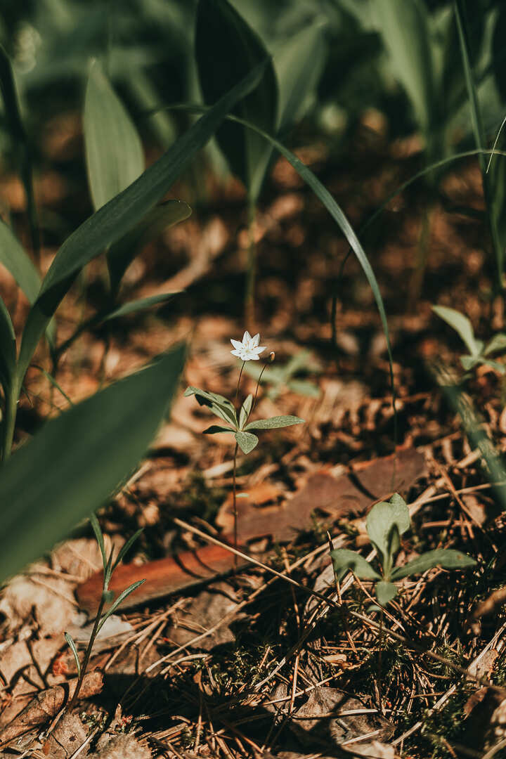По мистическим озерам Марий Эл. Весенний поход выходного дня! (4/12)