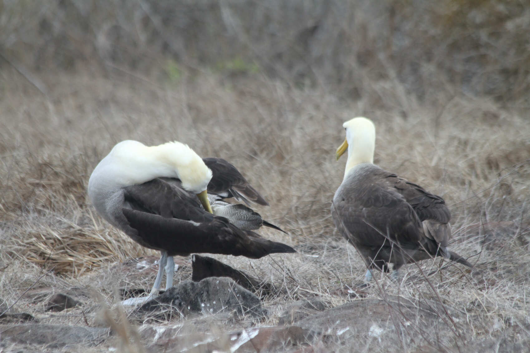 7-дневный бюджетный тур по Галапагосским островам в Сан-Кристобале (4/7)
