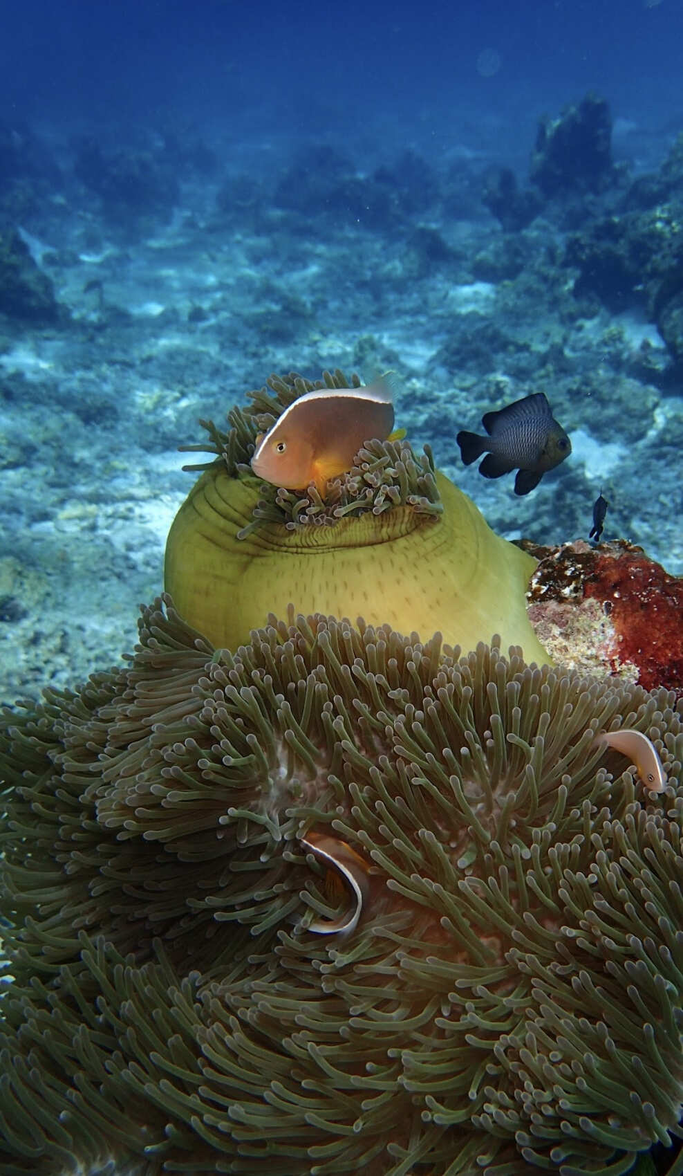 Дайвинг с индивидуальным инструктором. Для Новичков и профессионалов (16/50)