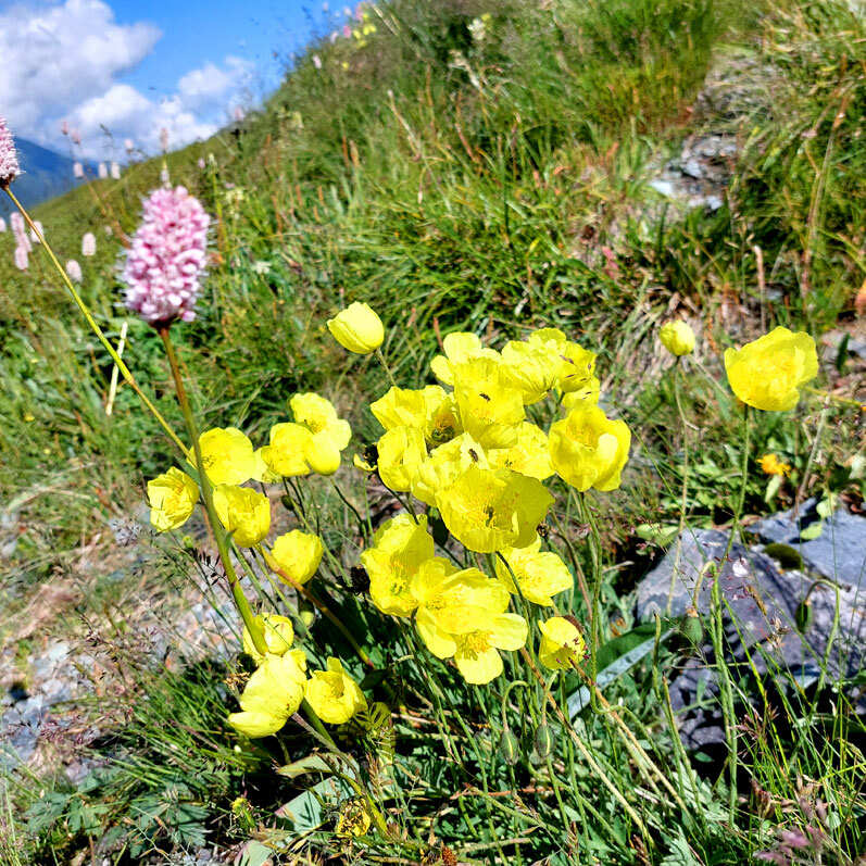 Поход на Алтай. Гора Белуха и Кучерлинские озера. Без рюкзаков. (29/68)