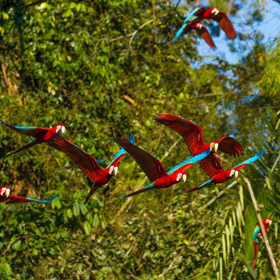 Amazon Adventure in Yasun  8 Days (7/24)