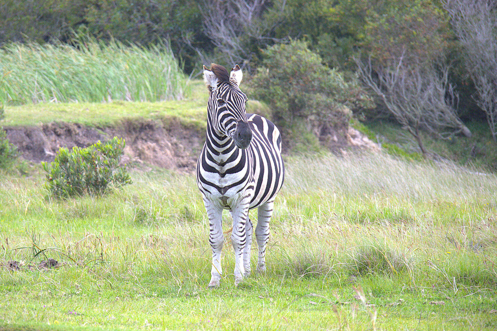 Топ-тур в Юар: треккинги, сафари и киты (37/64)