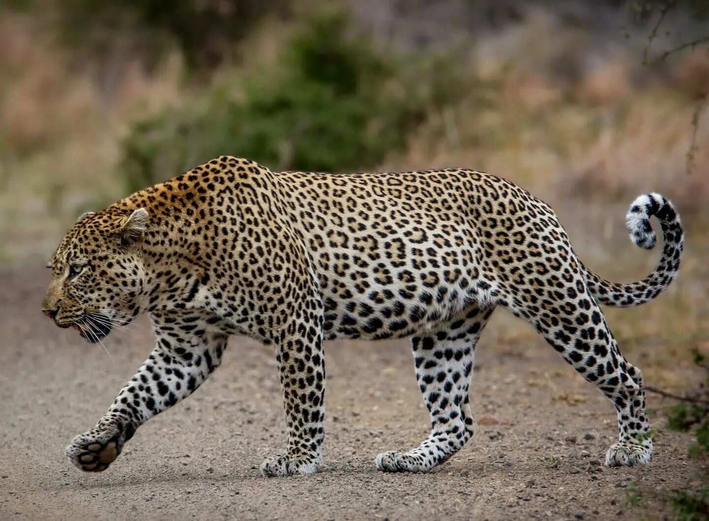Удивительный Занзибар  и Один День В Танзании, увидеть большую пятёрку (19/89)