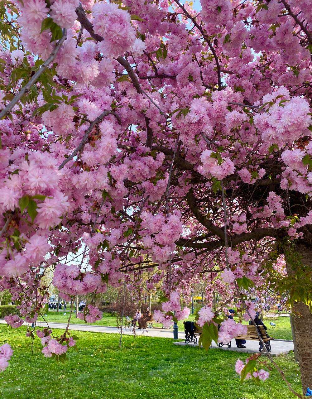 Цветение в Чечне. Сакура, магнолия, маки! (10/29)