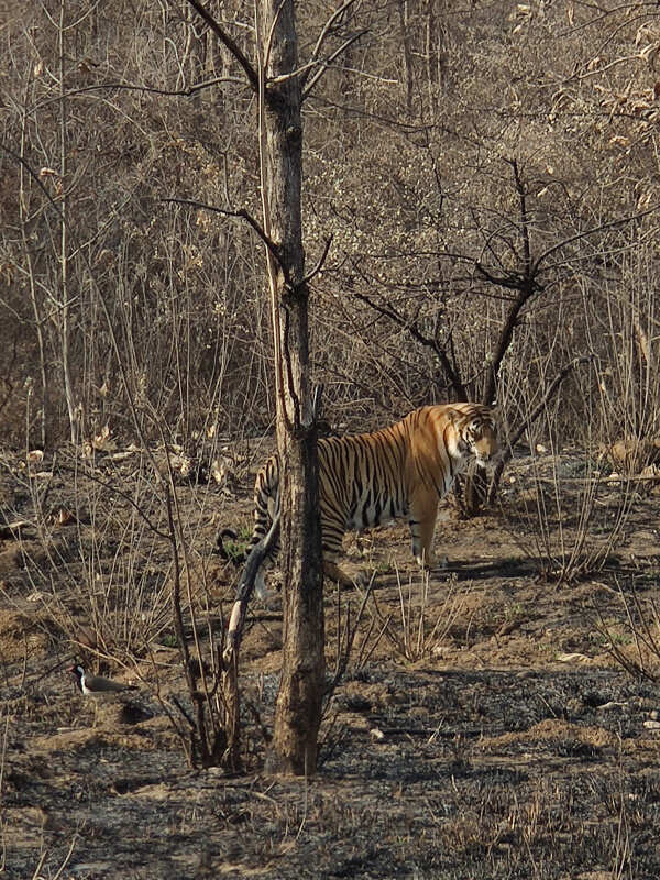 Храмы Камасутры, Затерянный город Орчха, и Золотой Треугольник Индии (6/41)