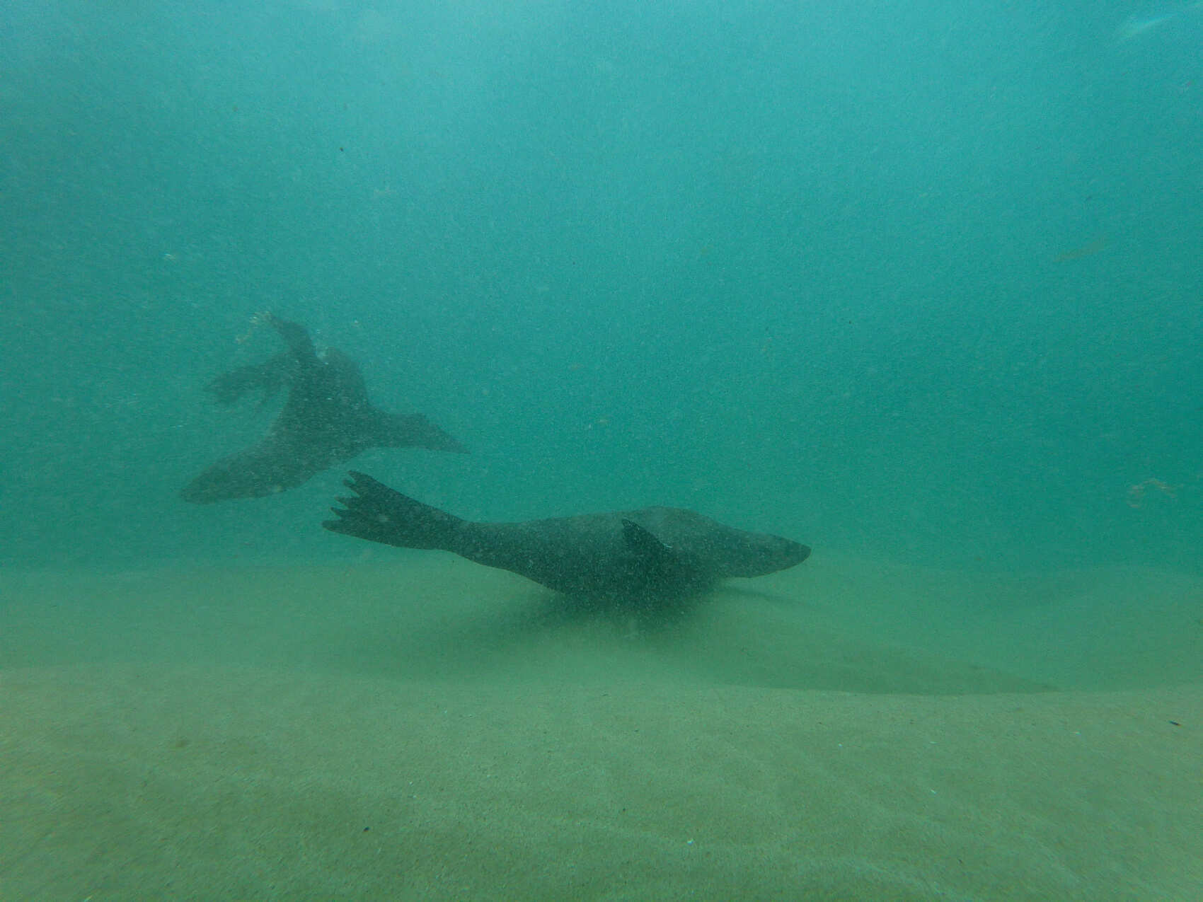 Юар: по дороге садов и сафари (15/16)