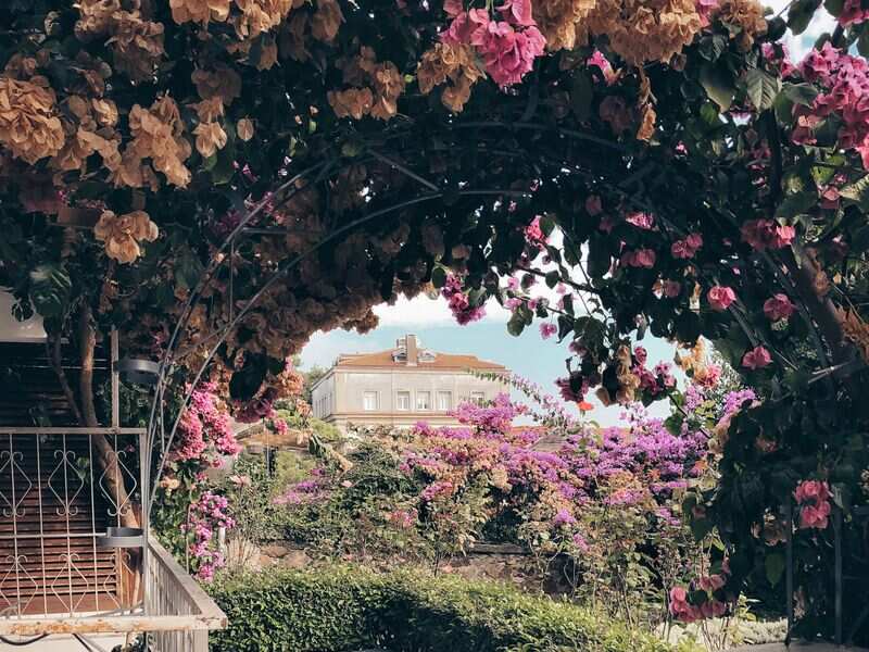 Самый зеленый из Принцевых островов — круглый год (4/11)