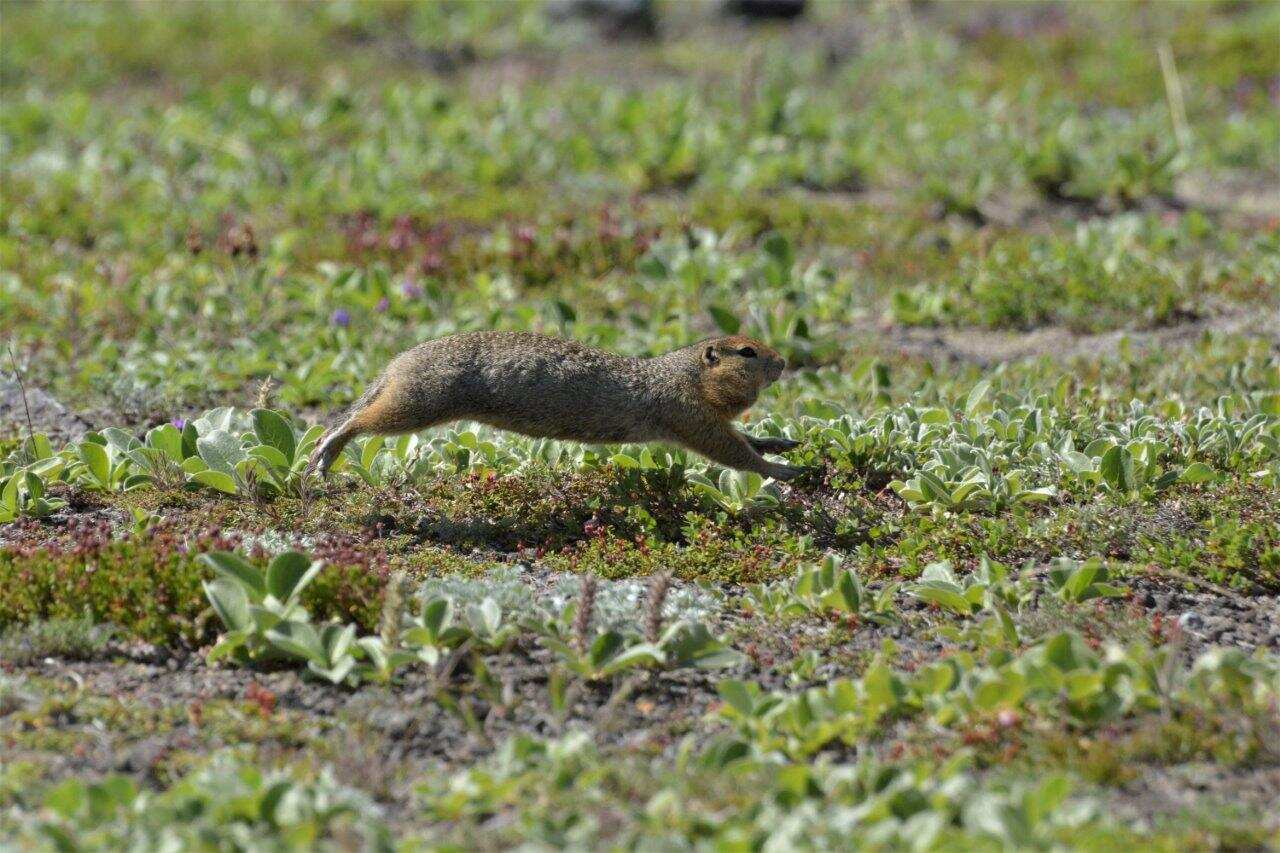 В гости к Вулканам, Авачинский перевал, экструзия «Верблюд» (3/17)