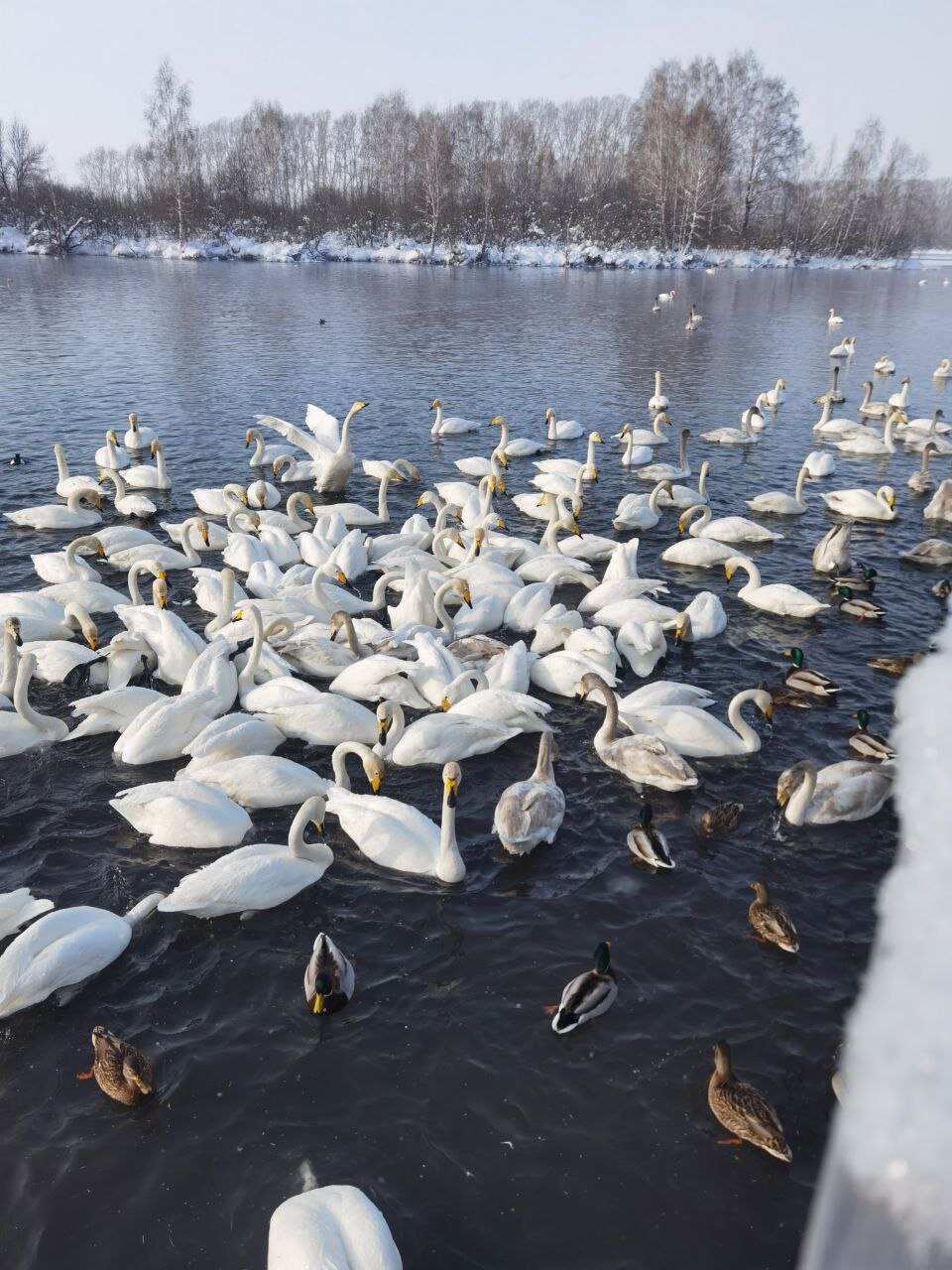 Лебединое озеро (4/7)