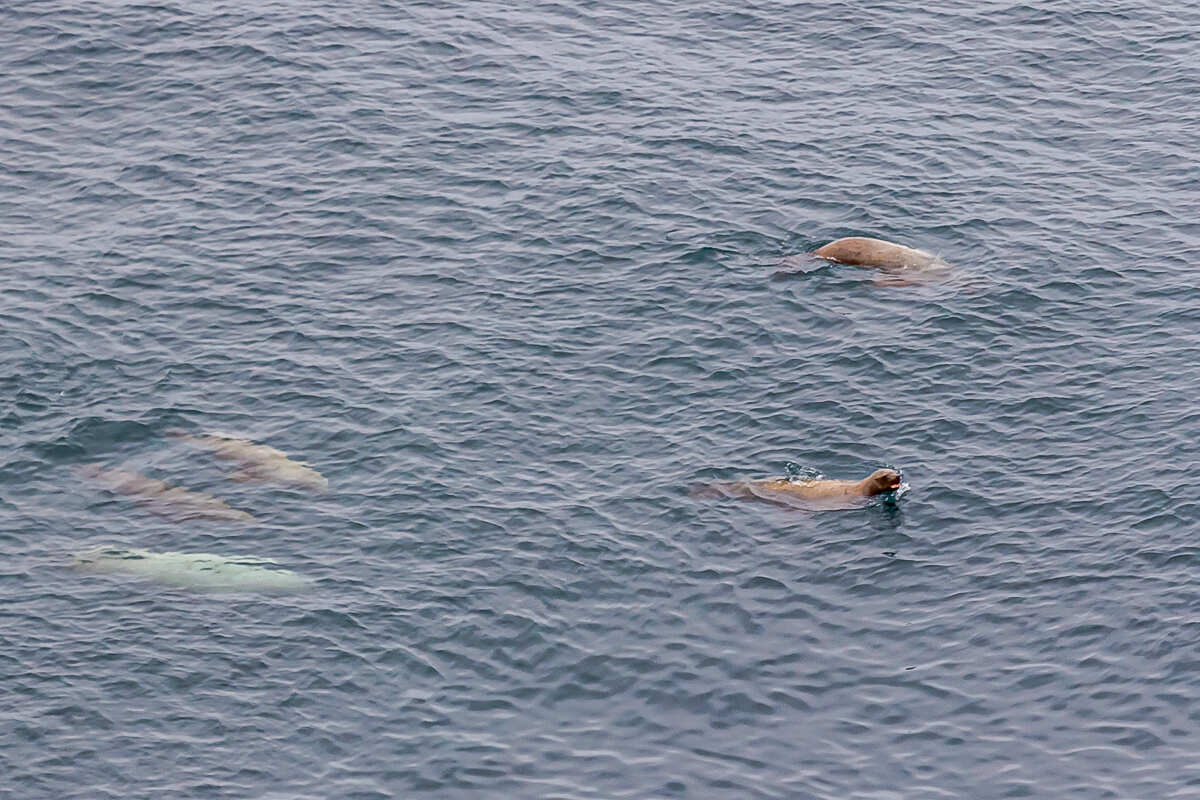 Весь Шикотан. Путешествие на другую планету (10/140)
