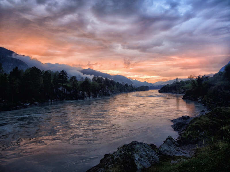 Алтайская сакура (7/17)