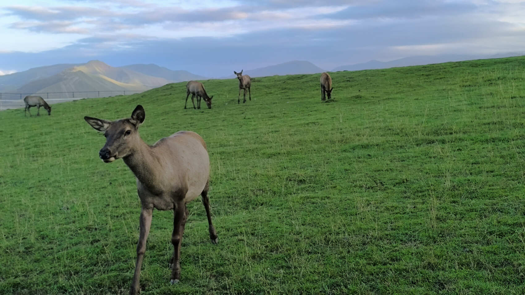 К оленям в аул Кулушац в Дагестан (9/14)