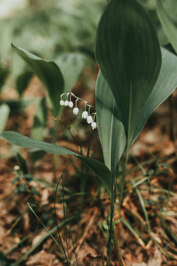По мистическим озерам Марий Эл. Весенний поход выходного дня! (3/12)