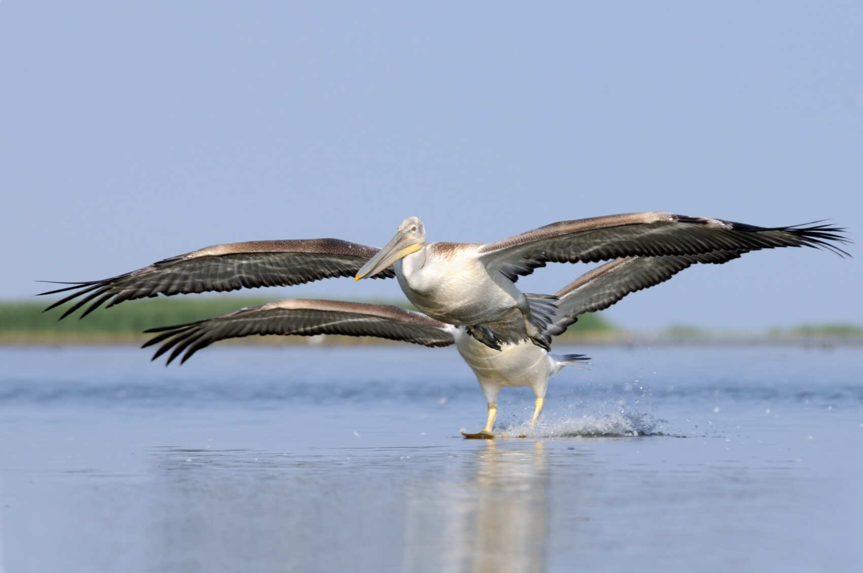 Тюльпаны Калмыкии: этнотур (7/49)