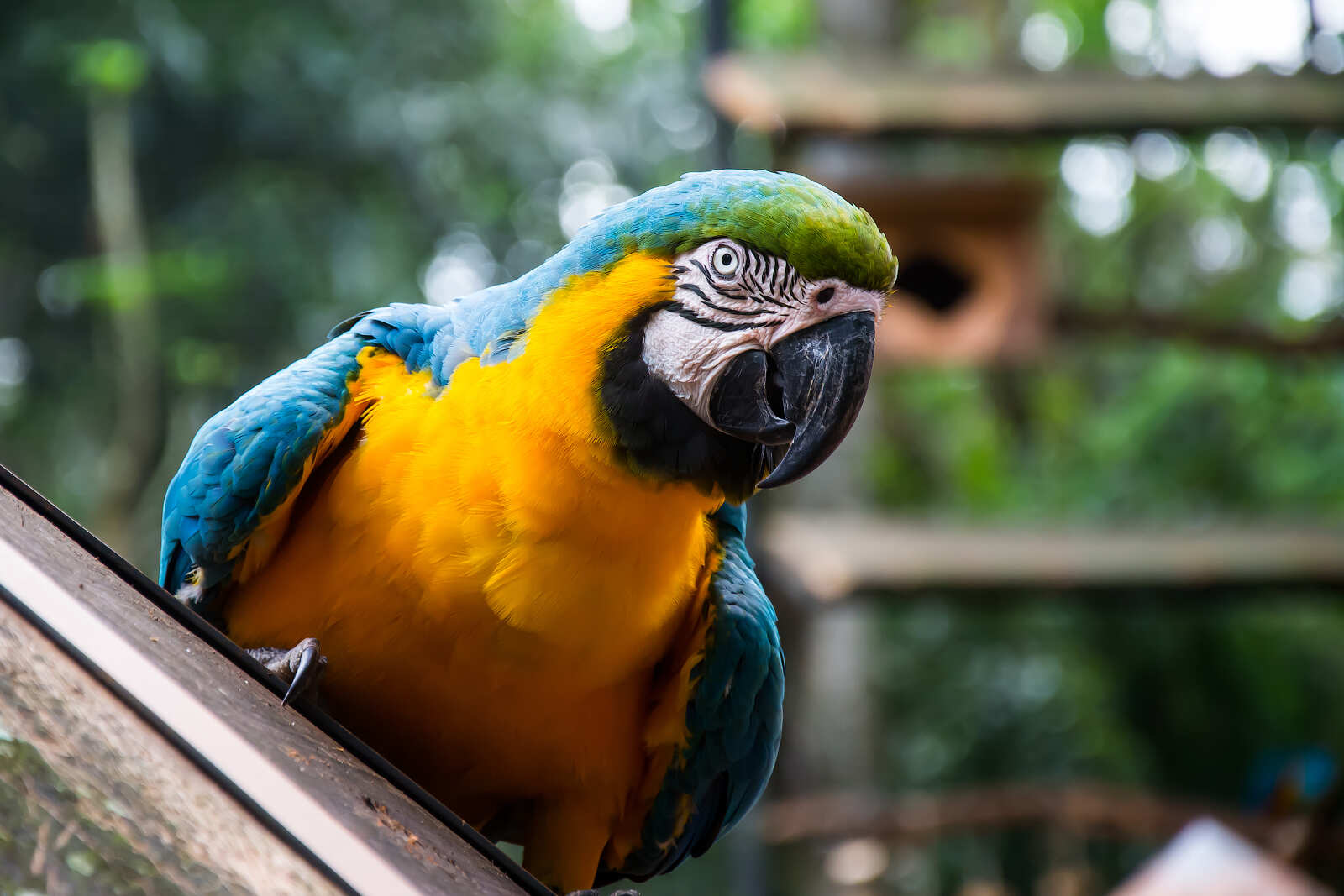 Карнавал В Бразилии(Уже Включены Перелеты По Программе!) (18/54)