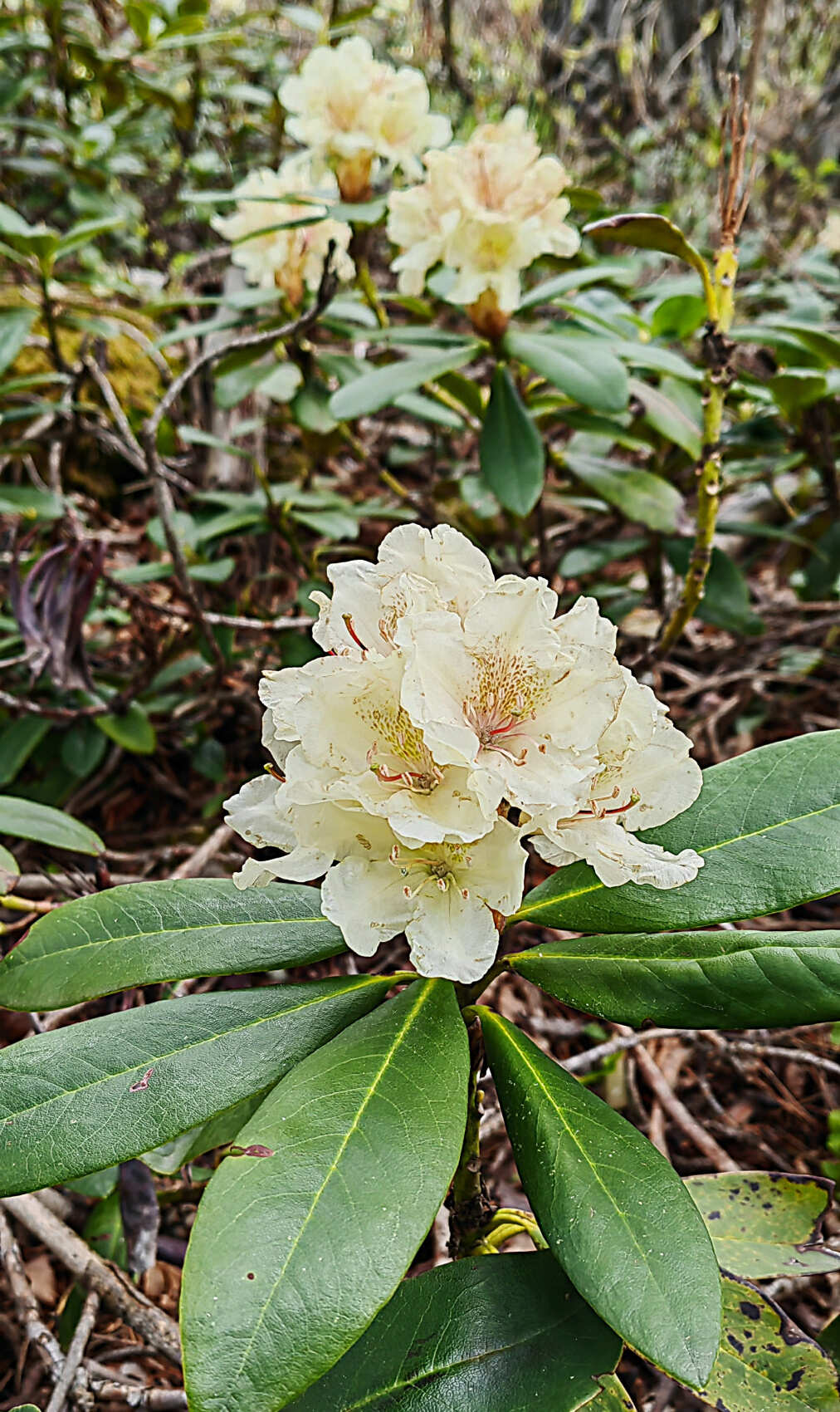 Прогулки по Осетии (Цей+Дигория) в компании маламута. (3/20)