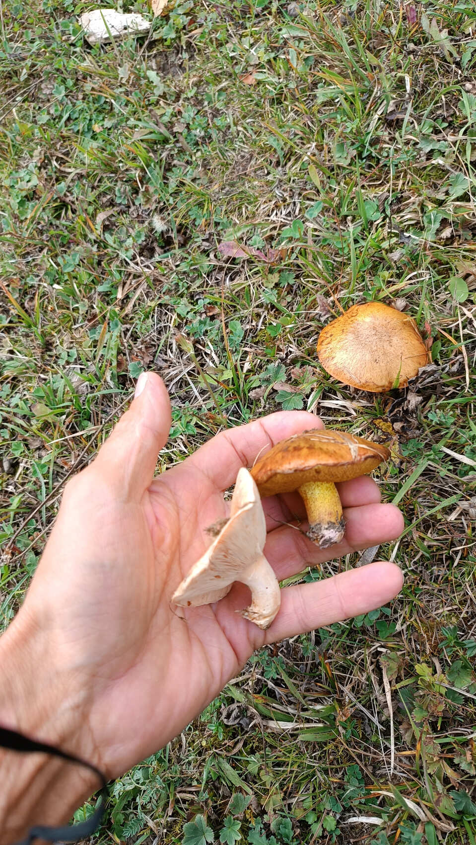 Восхождение на гору Маяк в Гунибском районе (8/13)