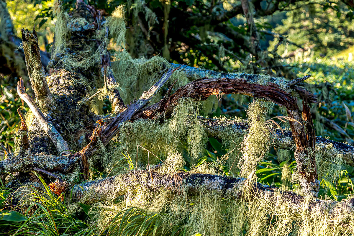 Сахалин, Итуруп, Шикотан и Кунашир с вулканом Тятя. Путешествие на другую планету (51/271)