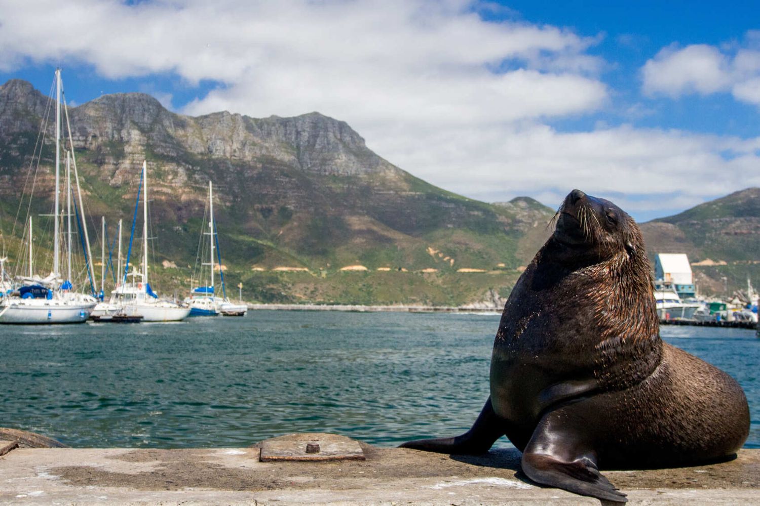 Юар: пингвины и киты (27/51)