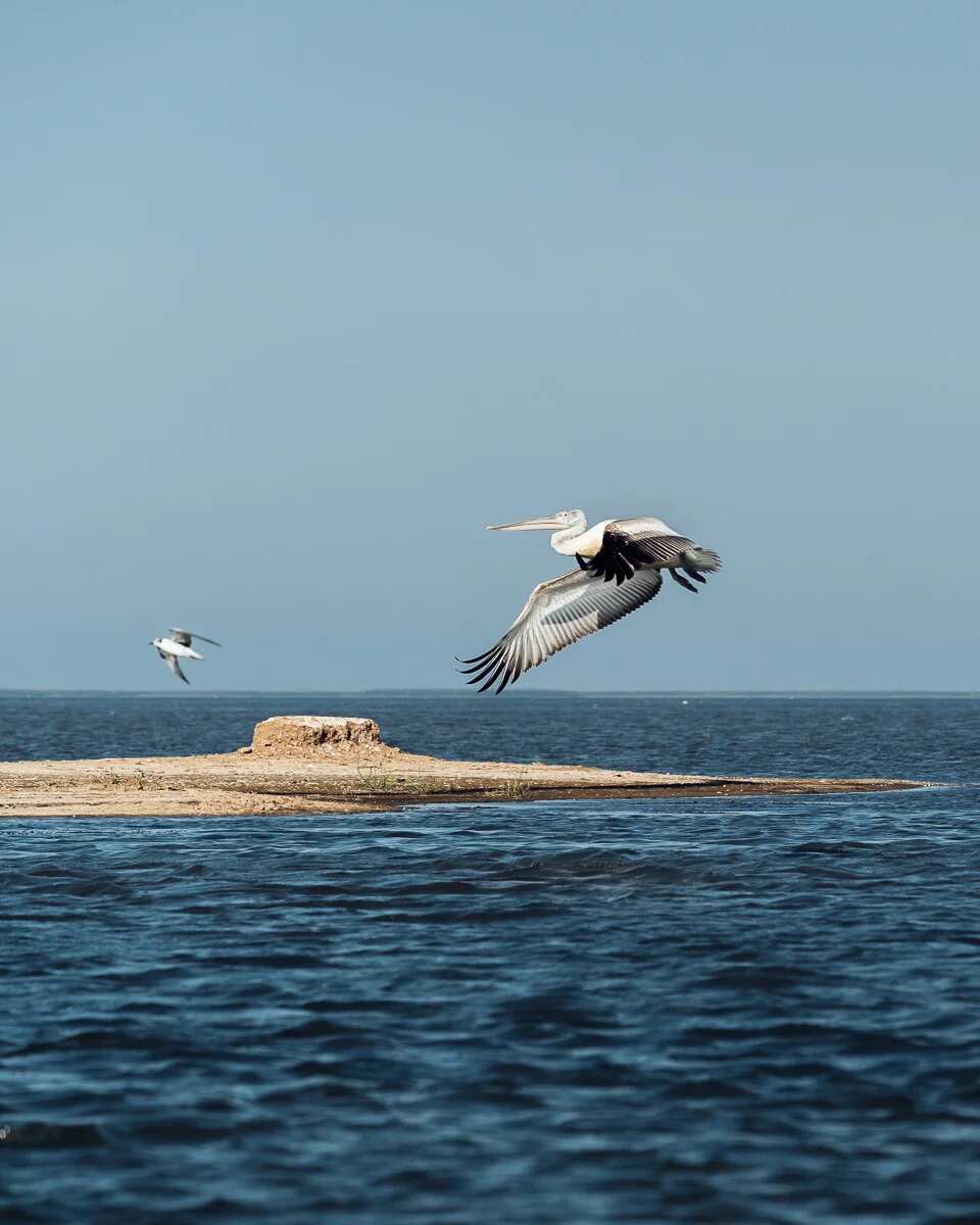 Цветение Лотосов В Дельте Волги (10/21)