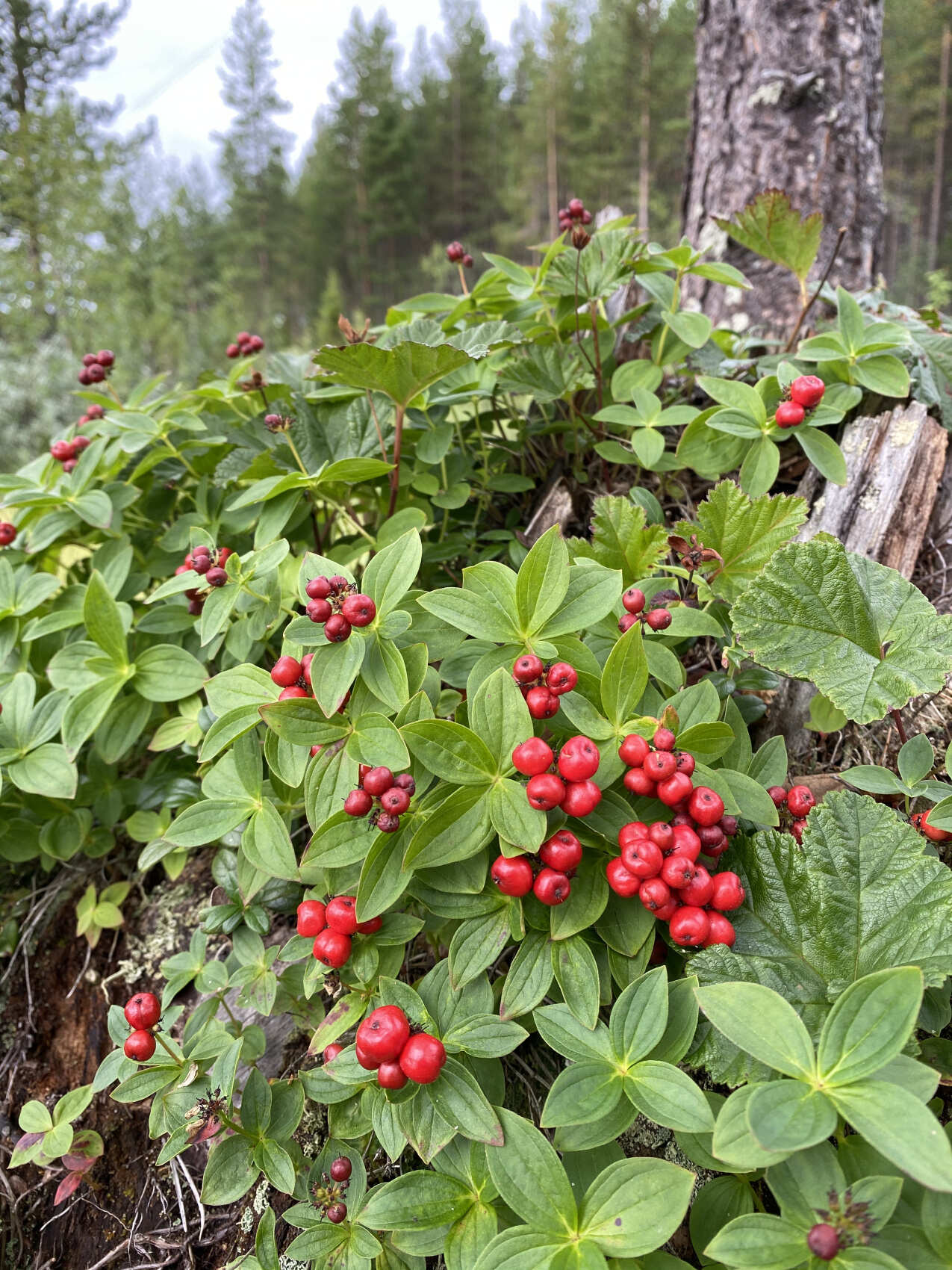 Сказка Севера: эко-отель в лесу + 3 экскурсии (6/33)