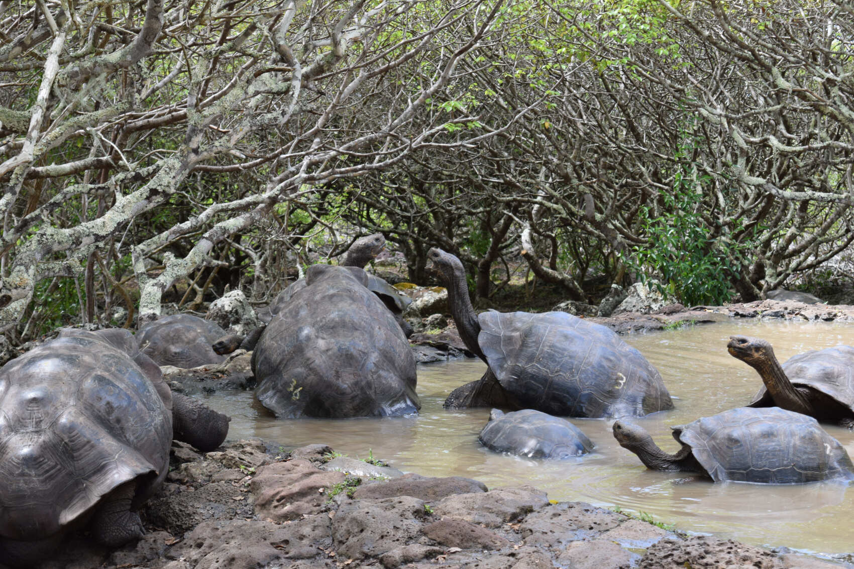 7-дневный бюджетный тур по Галапагосским островам в Сан-Кристобале (5/7)