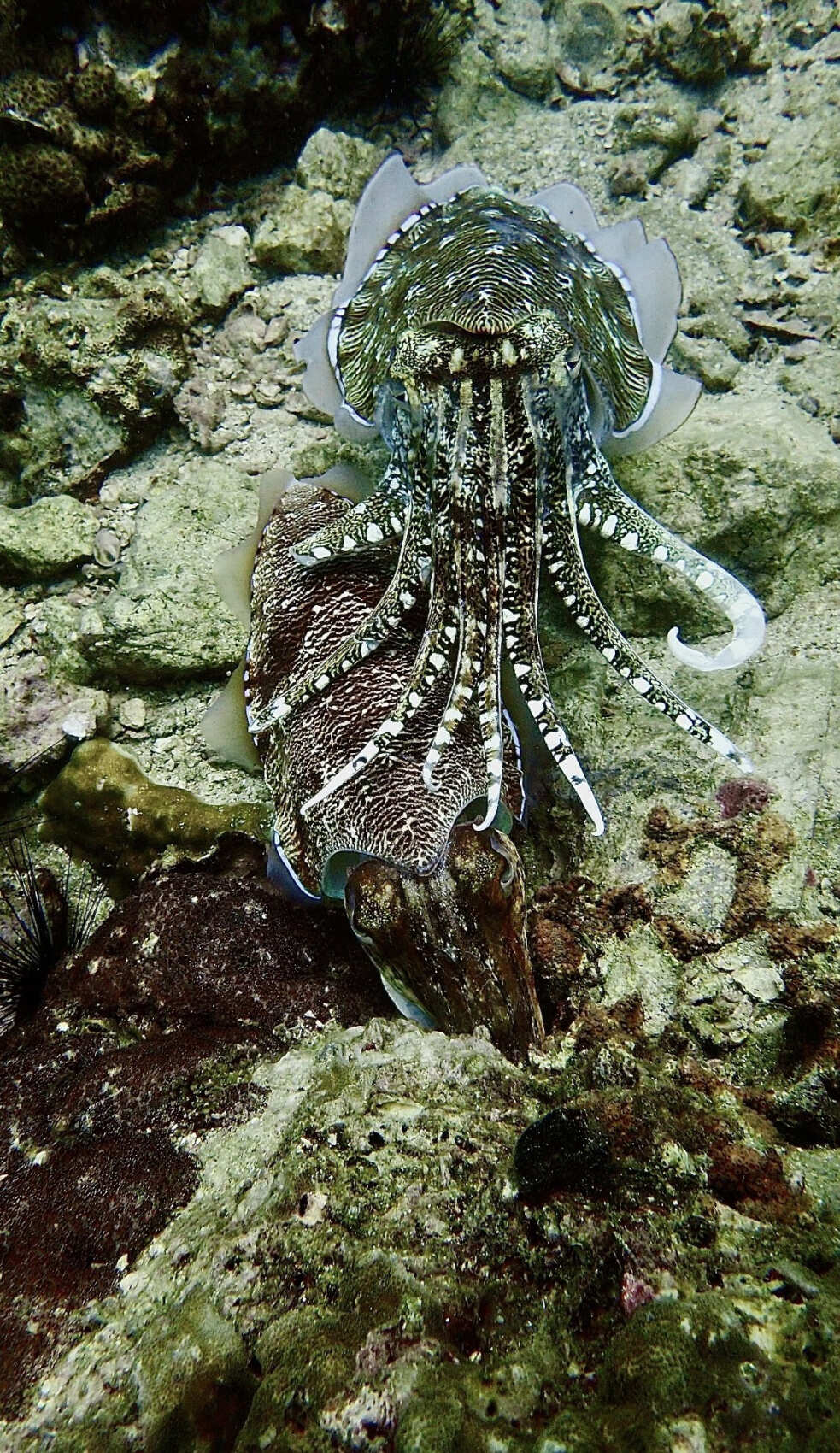 Дайвинг с индивидуальным инструктором. Для Новичков и профессионалов (30/50)