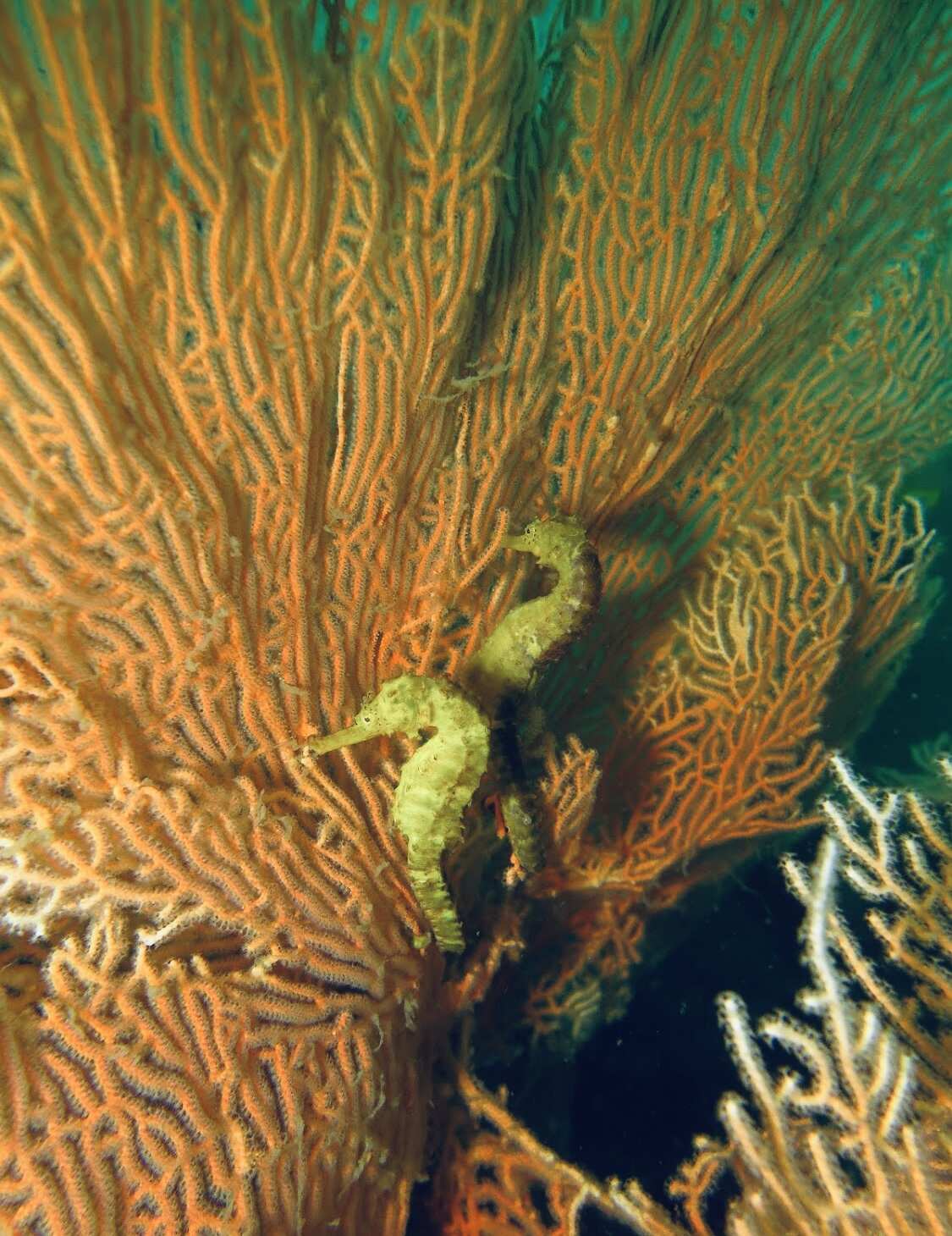 Дайвинг с индивидуальным инструктором. Для Новичков и профессионалов (27/50)