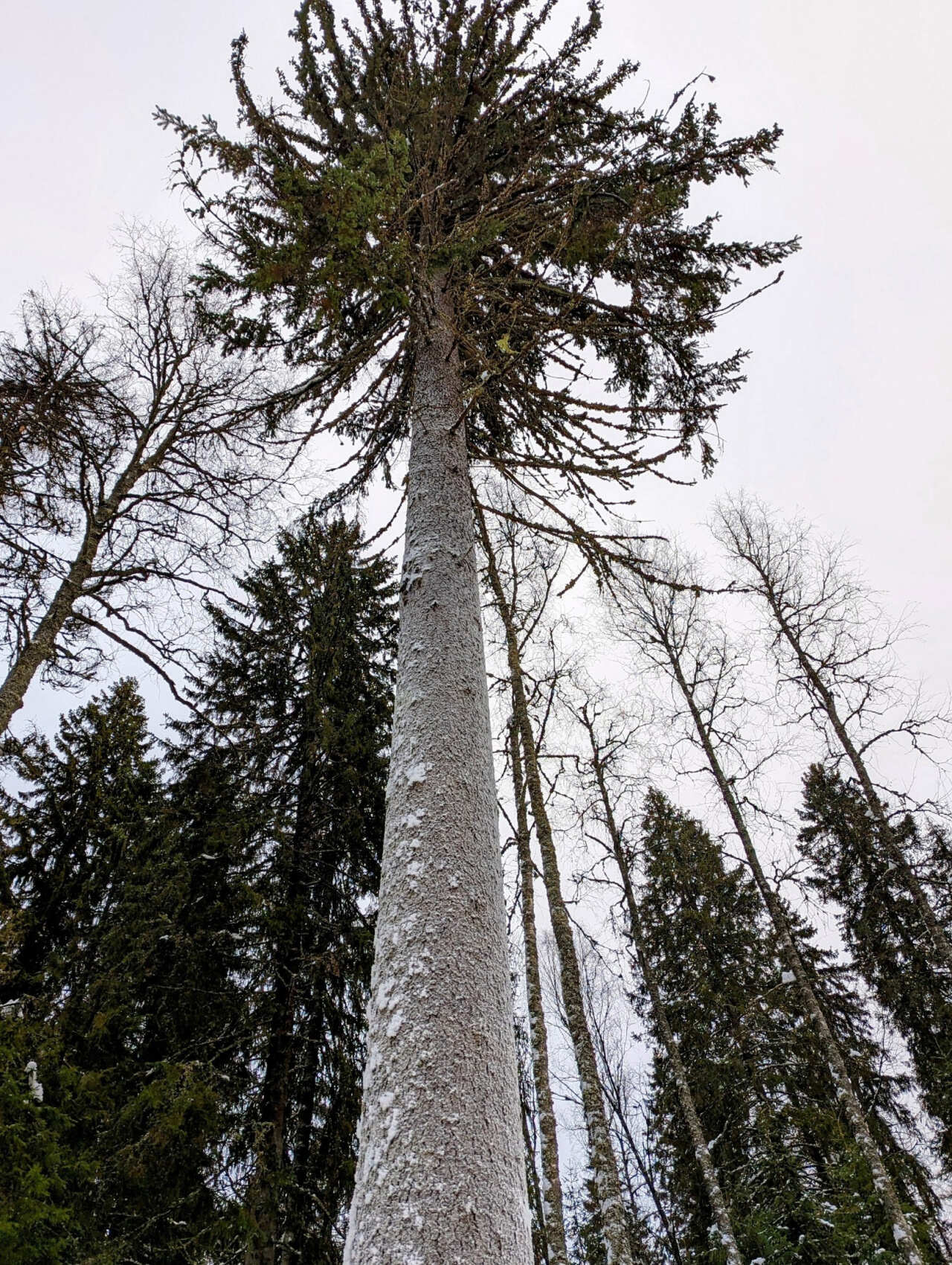 Лыжная прогулка по Линдуловской роще. Однодневный выезд из Петербурга (8/10)
