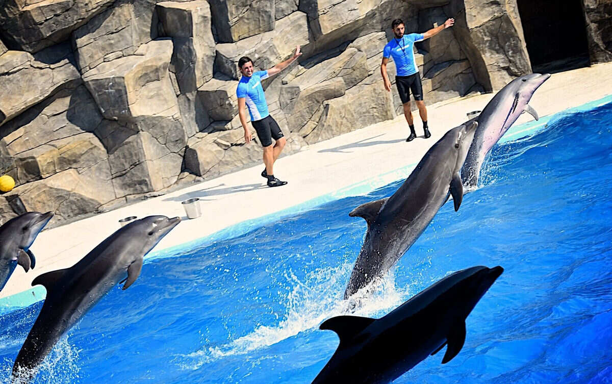 Индивидуальный Развлекательный тур с посещением Дельфинария и Цицинате (6/9)