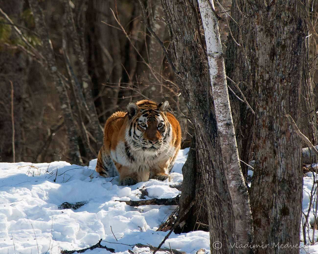 На поиски амурского тигра! Русское зимнее сафари. 