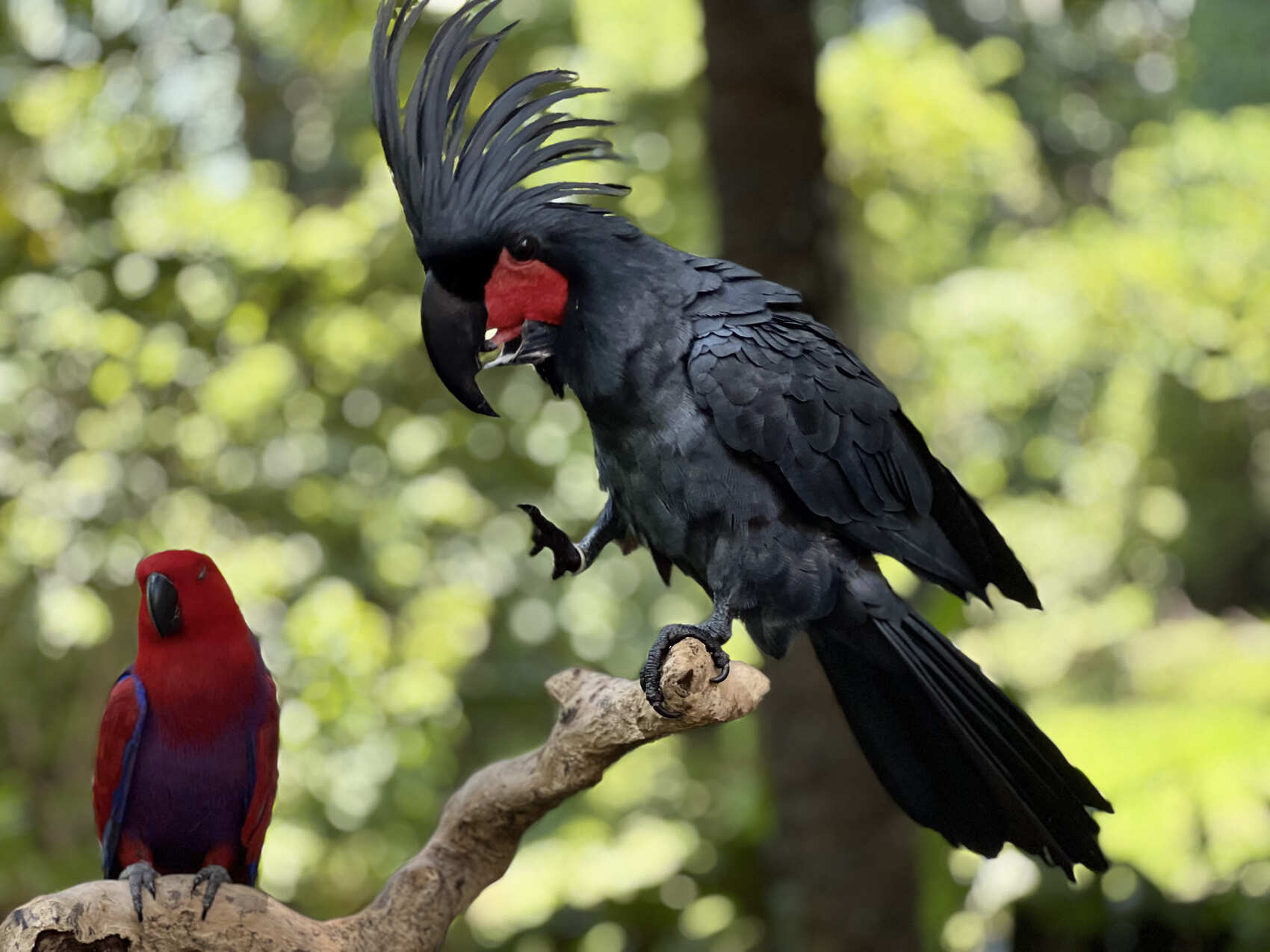 Фото-девичник на Бали за 10 дней (89/167)