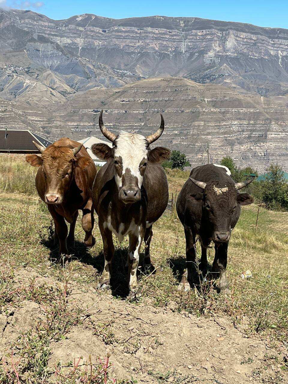 Влюбляющий Дагестан: 5 дней Реально Всё включено! (232/250)