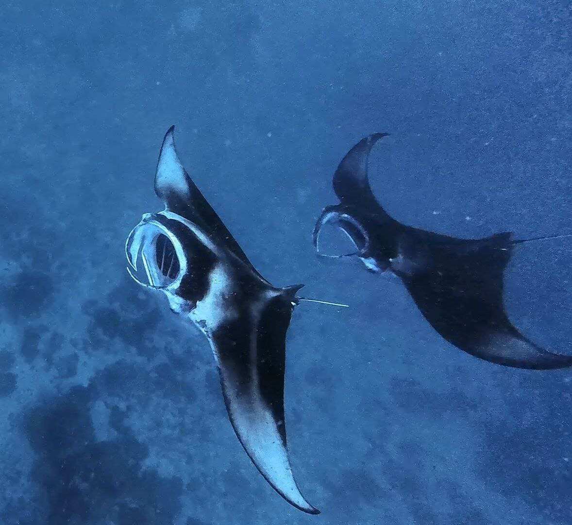 Мальдивы. 13 дней Yoga. Sound healing с тибетскими поющими чашами (7/46)