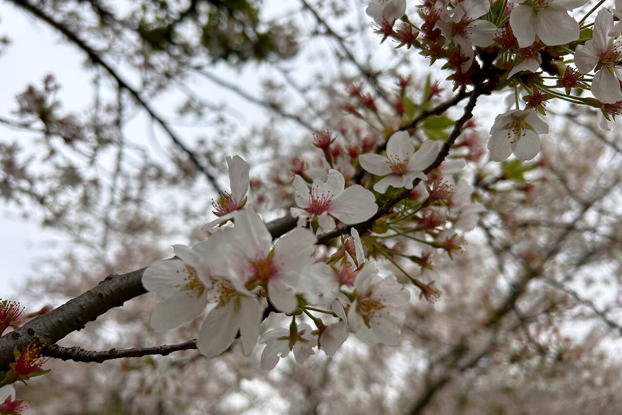 Китай. Цветение Сакуры и национальные парки. Мудрость Веков. (20/60)