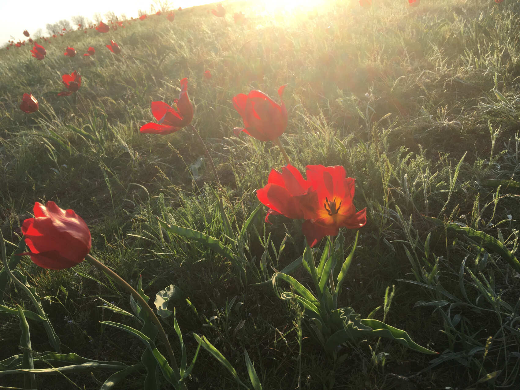 Калмыкия, тюльпанные поля, озеро Баскунчак и Золотая Элиста (5дн./5 ноч.)