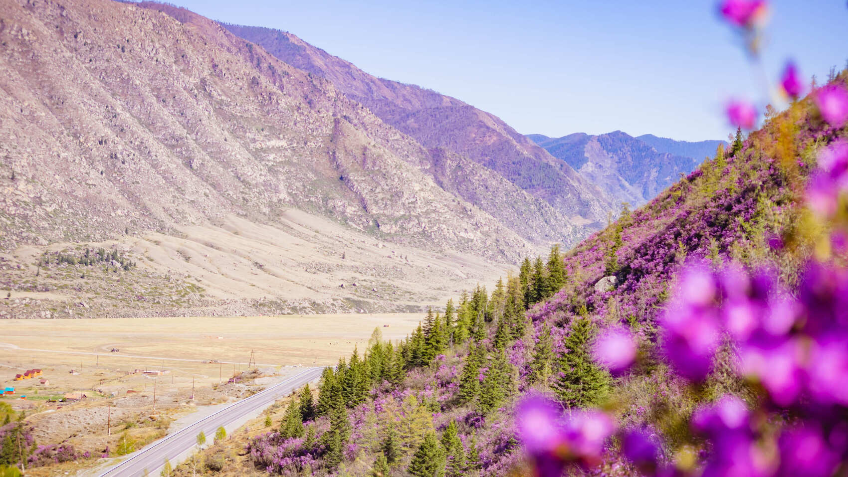 Весенний Алтай. Когда цветёт Маральник / 6 дней (31/45)