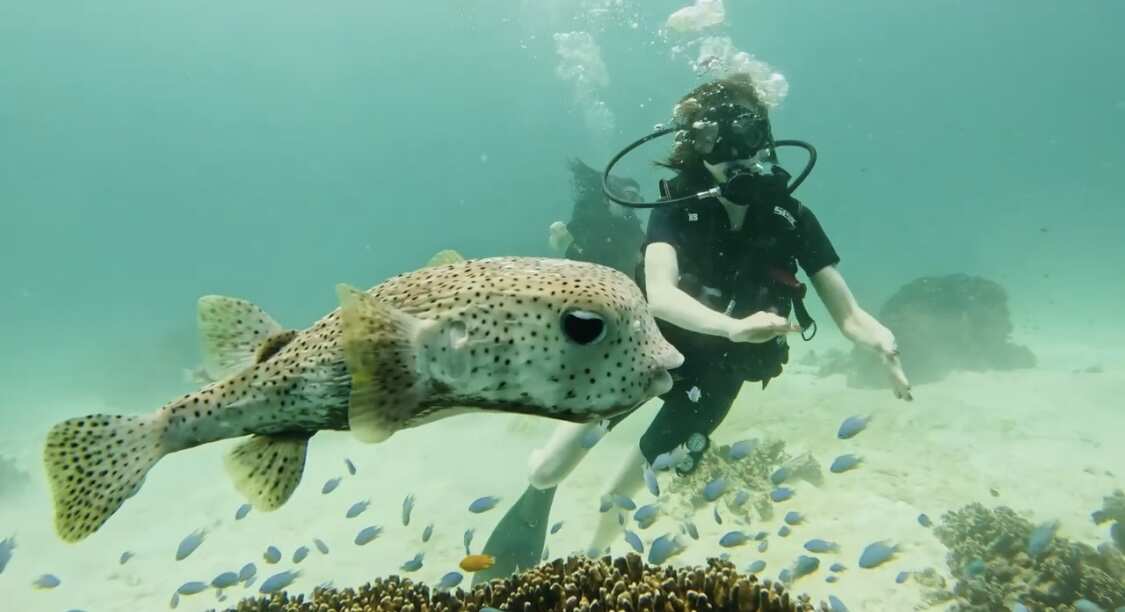 Дайвинг с индивидуальным инструктором. Для Новичков и профессионалов (4/50)