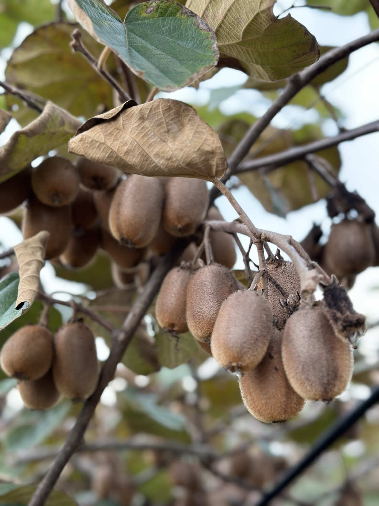 Увидеть весь Азербайджан за 8 дней (108/201)