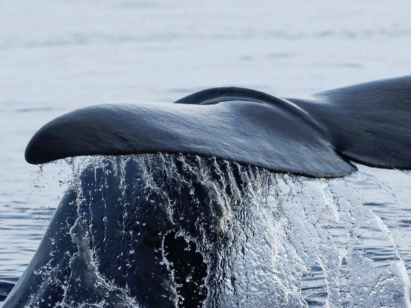 Эпические Азоры. Путешествие жизни на яхте по Атлантическому океану. (3/12)