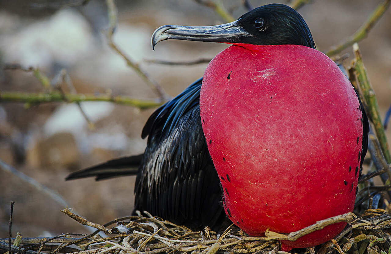 5-дневная прогулка по Галапагосским островам: Сан-Кристобаль и Санта-Круз (7/7)