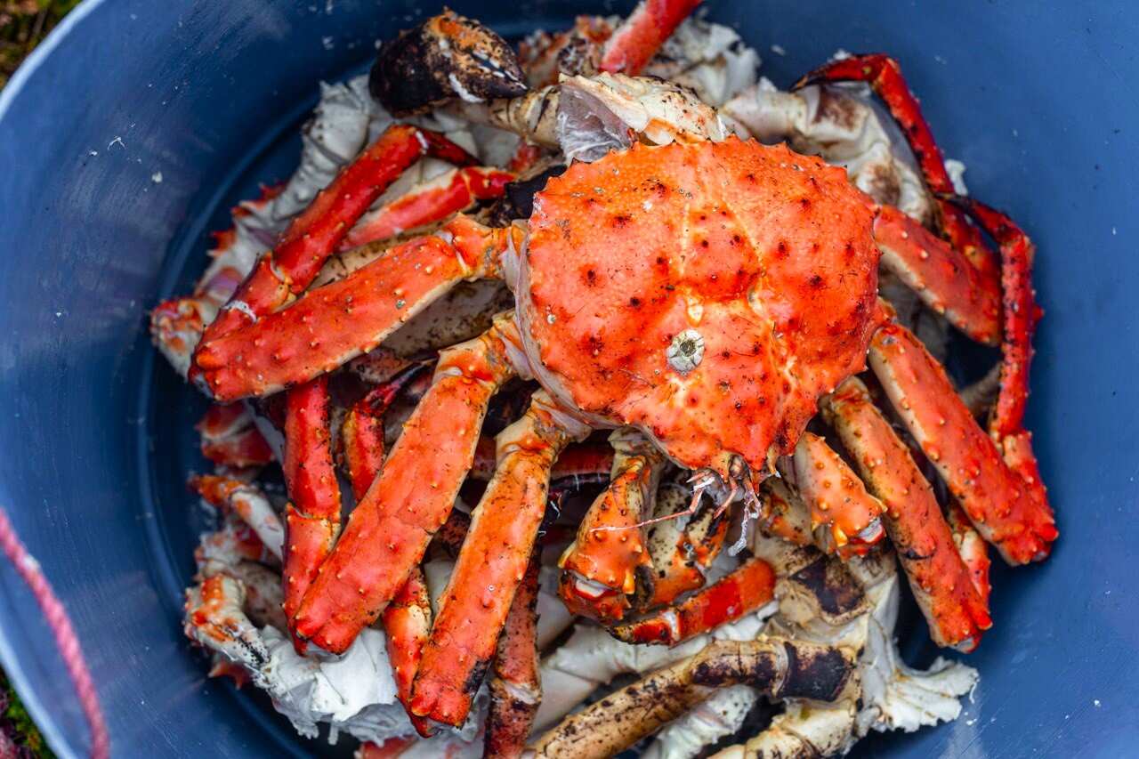 Рыбачий-Премиум 2.0: киты + джипинг + безлимит морепродуктов (по запросу, для готовых групп) (13/31)