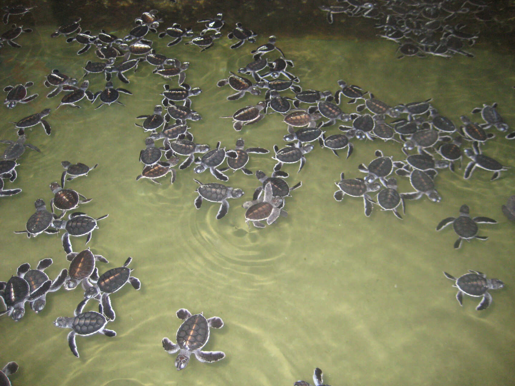 Форт Галле, черепаховая ферма, речное- и джип-сафари (1 день) (4/7)