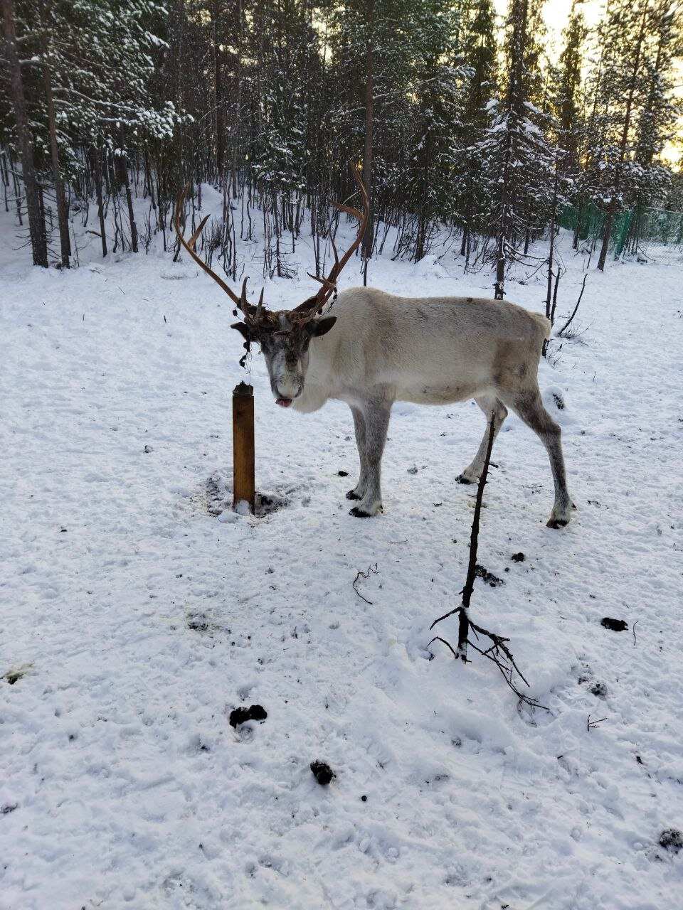Арктика: северное сияние, норвежские пейзажи, хаски и олени (8/20)