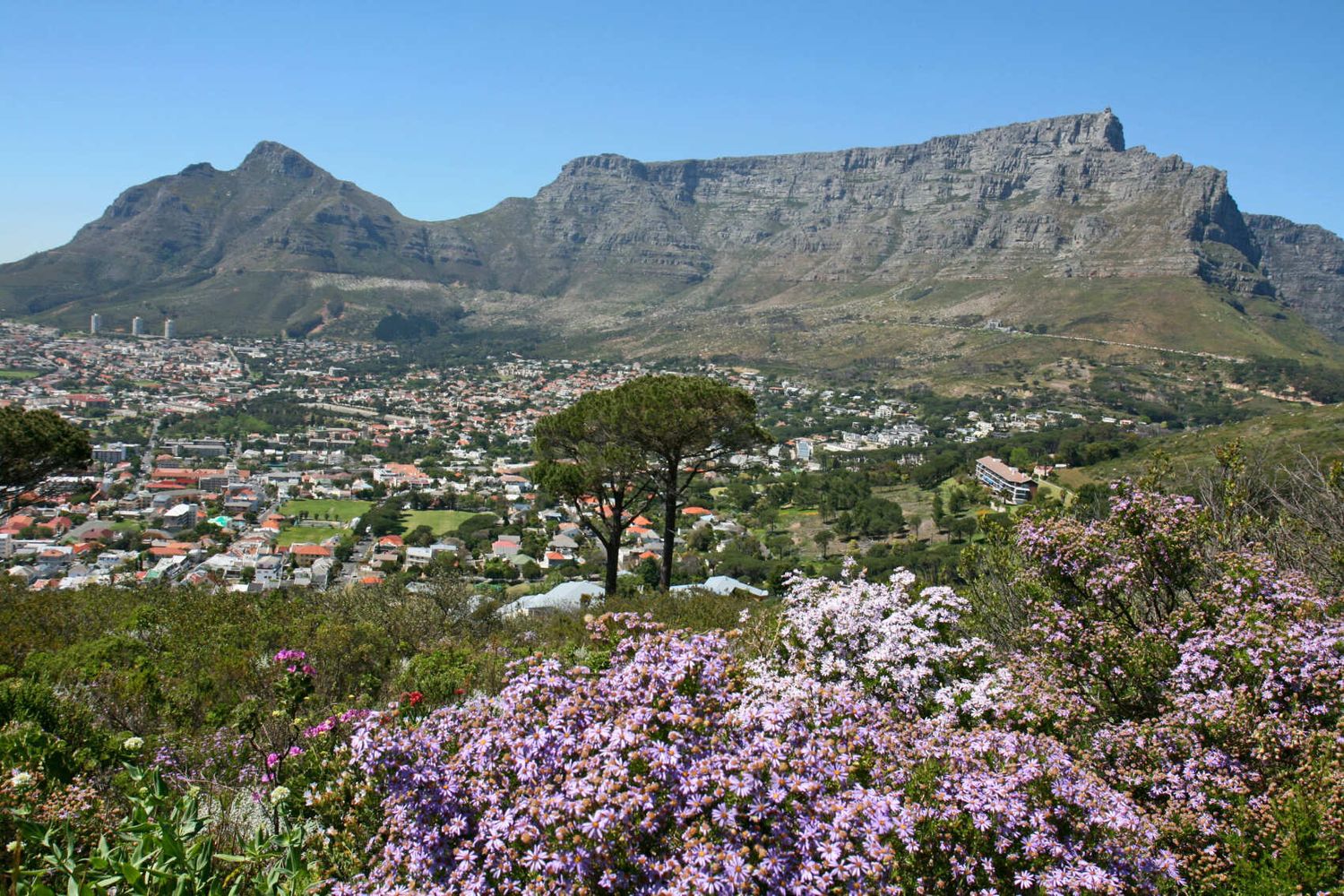 Юар: пингвины и киты (25/51)