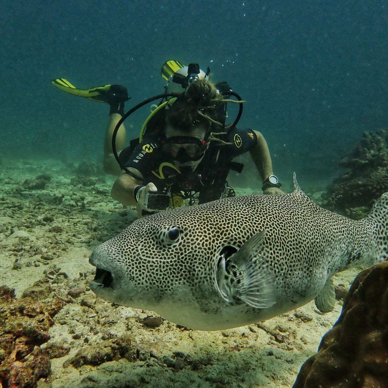 Дайвинг с индивидуальным инструктором. Для Новичков и профессионалов (39/50)